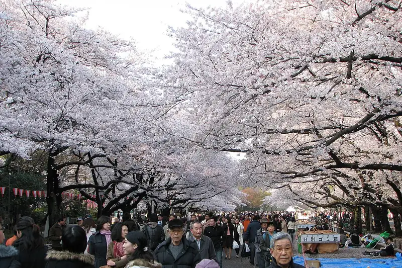 Paseo bajo los cerezos en flor del parque Ueno
