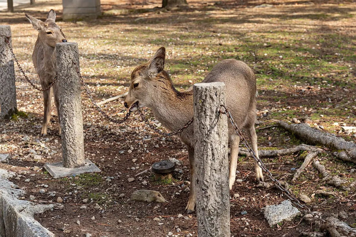 Ciervos en el parque de Nara