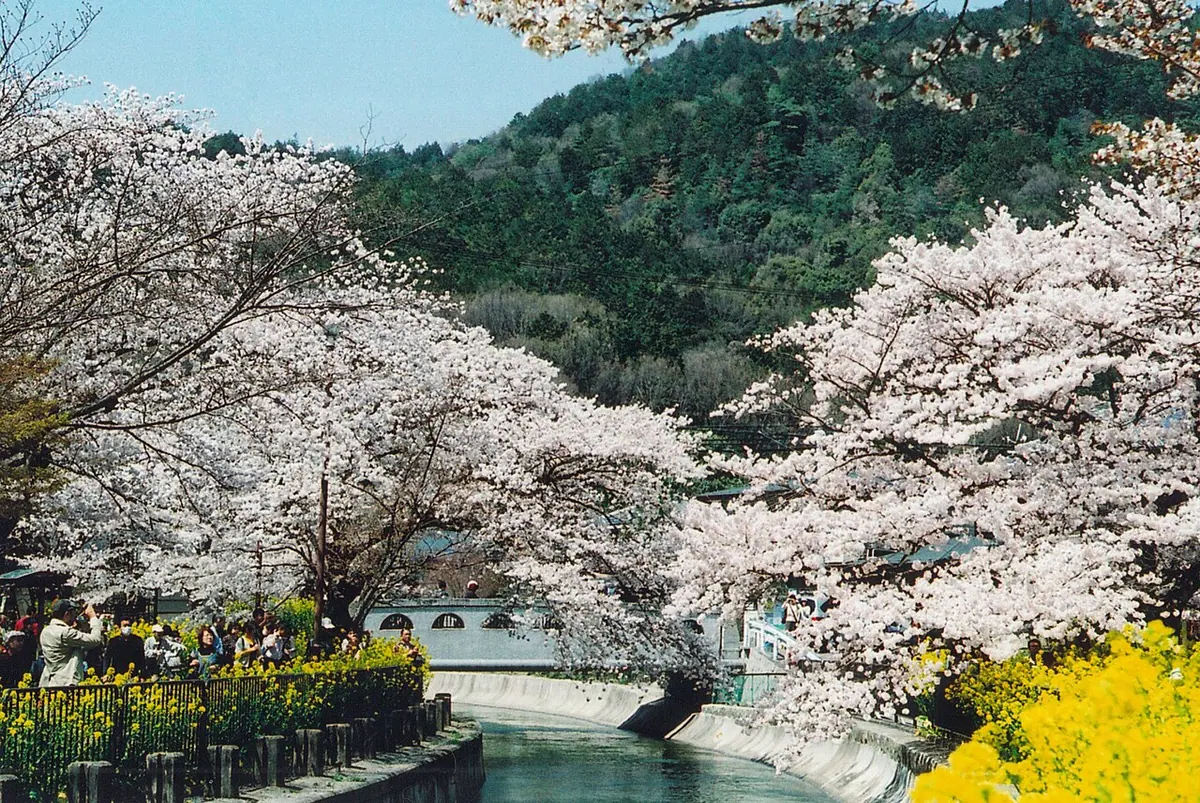Canal del lago Biwa con cerezos, en Yamashina